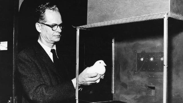 Psychologe B. F. Skinner (1904–1990) verfrachtet eine Versuchstaube in eine Skinner-Box, eine reizarme experimentelle Umgebung.