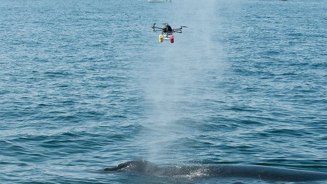 Der "Whalecopter" im Einsatz