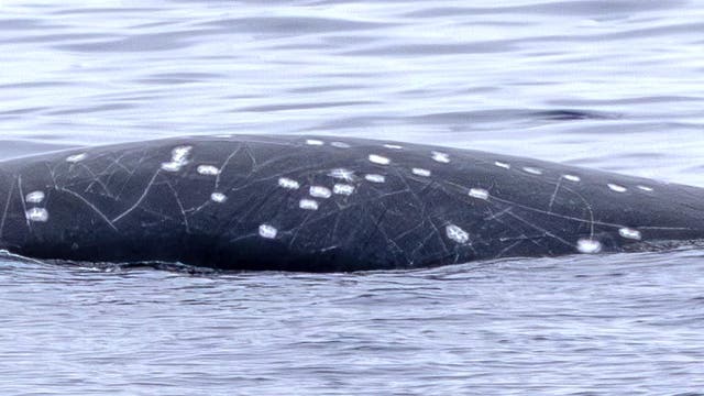 Ein Wal schwimmt knapp unter der Wasseroberfläche im offenen Meer. Der Rücken des Wals ist sichtbar und weist mehrere weiße Flecken und Linien auf. Das Wasser ist ruhig und reflektiert das Licht, wodurch eine sanfte, wellenartige Textur entsteht.