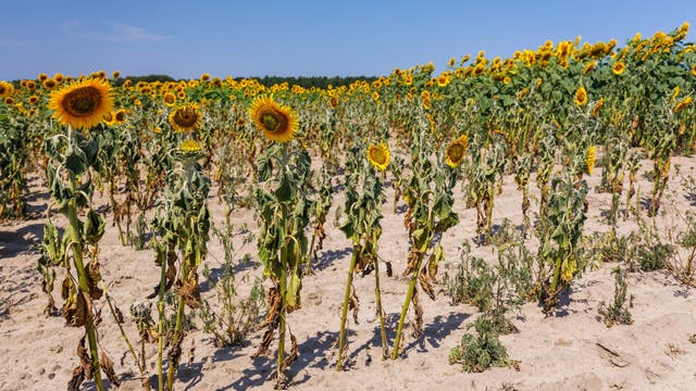 Fast vertrocknete Sonnenblumen stehen auf einem Feld