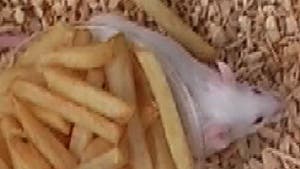 Fast Food für Mäuse