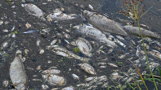 Diverse tote Fische an der Wasseroberfläche