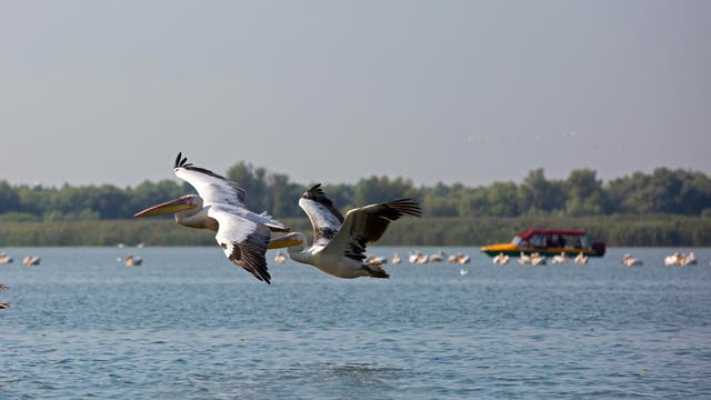 Ein Schnellboot scheucht Pelikane im Donaudelta auf