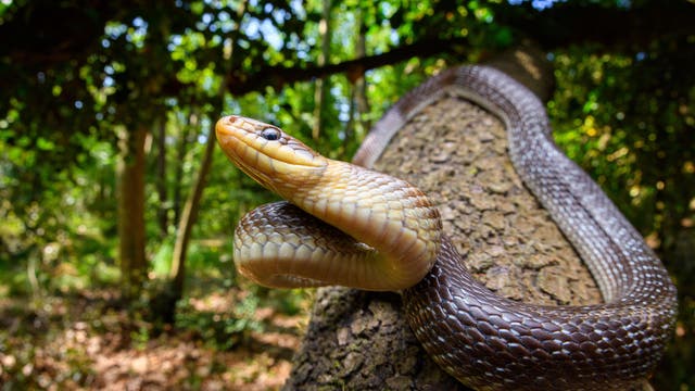 Eine gelblichbraune Äskulapnatter liegt auf der Rinde eines Baumstammes und hebt dabei ihren Kopf mit em schwarzen Auge und Vorderkörper an. Im Hintergrund ist unscharf ein lichter Wald zu erkennen.