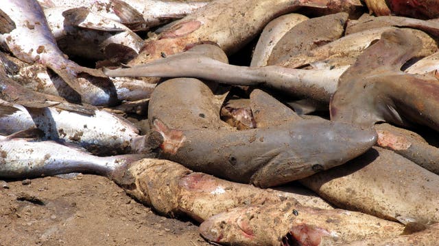Tote Haie mit abgeschnittenen Flossen