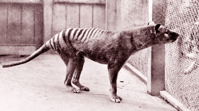 Beutelwolf im Zoo von Hobart in Tasmanien im Jahr 1933.