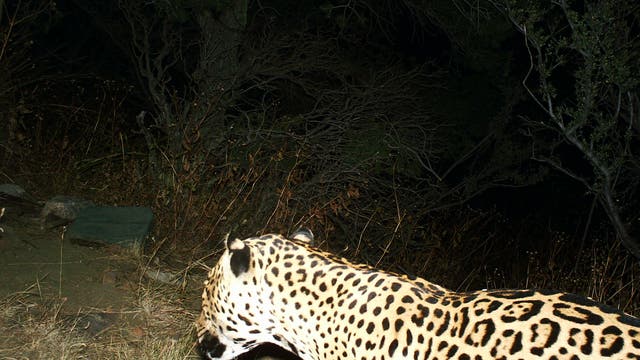 Dieser bislang unbekannte Jaguar ging in den Dos Cabezas Mountains in die Fotofalle