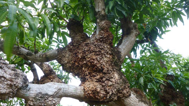 Vom Bakterium Agrobacterium tumefaciens befallener Mangobaum