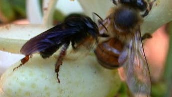 Bienenangriff