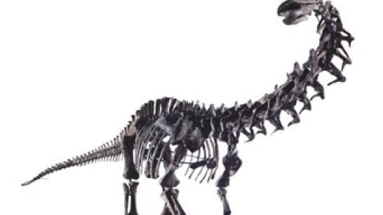 Typisch für einen Sauropoden sind sein gedrungener Körper, ein langer Schwanz, die stämmigen Beine, ein auffallend langer Hals und ein sehr kleiner Kopf.