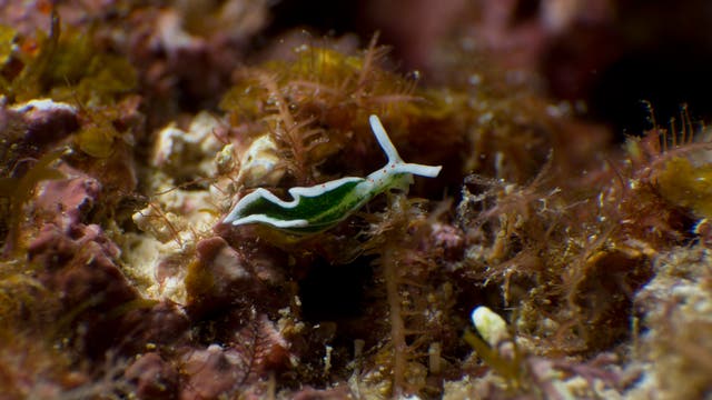 Die Meeresschnecke Elysia timida nutzt fotosynthetische Organellen aus ihrer algenreichen Nahrung, um Nährstoffe für die Fortpflanzung zu gewinnen.