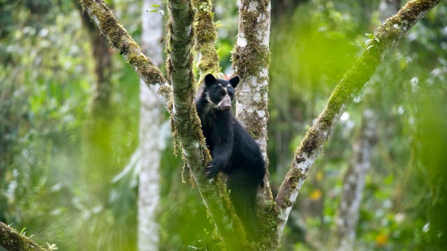 Ein schwarzer Brillenbär mit charakteristischer heller Augenmaske lehnt auf einem Baumstamm im ecuadorianischen Regenwald. Das Holz ist mit Moosen bedeckt, der Bär blickt nach links, seine Ohren sind aufgerichtet.