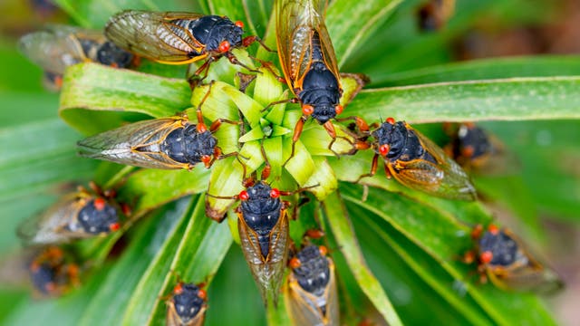 Zahlreiche Zikaden mit schwarzem Körper, durchsichtigen Flügeln und roten Augen sitzen auf einer grünen Pflanze, deren Blätter ringsum herum angeordnet sind