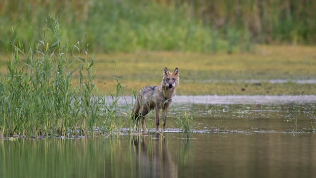 Ein Wolf steht im flachen Wasser eines Sees, umgeben von Schilf und Gras. Der Hintergrund zeigt eine grüne, natürliche Landschaft. Der Wolf blickt direkt in die Kamera, was eine ruhige und aufmerksame Atmosphäre vermittelt.