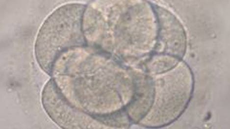 Angeblich geklonter Embryo