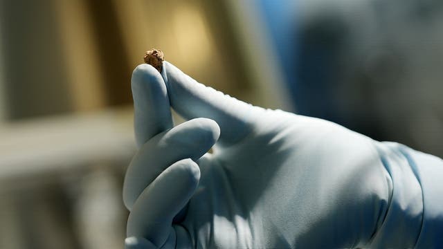 Ein Hand mit Gummihandschuh hält ein Stückchen Käse aus einem 3500 Jahre alten Grab im Friedhof von Xiaohe.