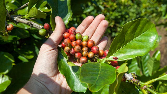 Eine Hand hält einen Zweig mit reifen und unreifen Kaffeekirschen, umgeben von großen, grünen Blättern. Die Kaffeekirschen sind in verschiedenen Reifestadien, von grün bis rot. Die Szene findet in einer natürlichen Umgebung statt, die auf eine Kaffeeplantage hindeutet.