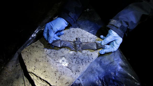 Eine tote Fledermaus wird in einer dunklen Höhle untersucht. Ein Mensch mit blauen Handschuhen hat ihre Flügel aufgeklappt und hält sie gestreckt. Vom Menschen sind nur die Hände und der Unterarm zu sehen. Der Körper der Fledermaus liegt auf einem hellen Kalkstein, der mit Kotkötteln bedeckt ist.