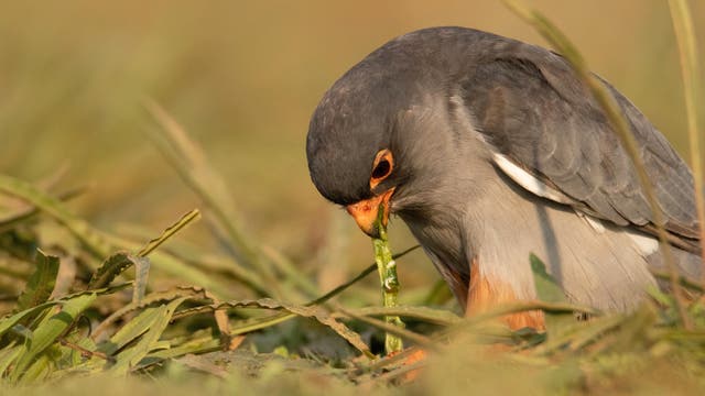 Ein Amurfalke zerlegt mit seinem orangenen Schnabel und seiner orangenen Kralle eine grüne Raupe. Der Falke hat einen schiefergrauen Rücken, eine hellgraue Brust und orangene Beinfedern, der Flügelbug ist weiß. Das Tier sitzt auf dem Boden in grünem Gras.