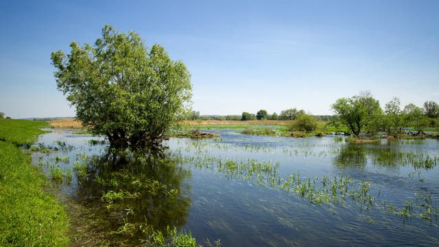Eine grüne Flusslandschaft mit Bäumen, die im klaren Wasser stehen. Der Himmel ist blau und wolkenlos. Im Hintergrund sind weitere Bäume und Wiesen zu sehen.