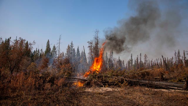 Flammen lodern in einem Nadelwald in Kanada im Herbst 2023, ein Teil der Vegetation ist bereits verbrannt und braun, der Himmel ist blau.