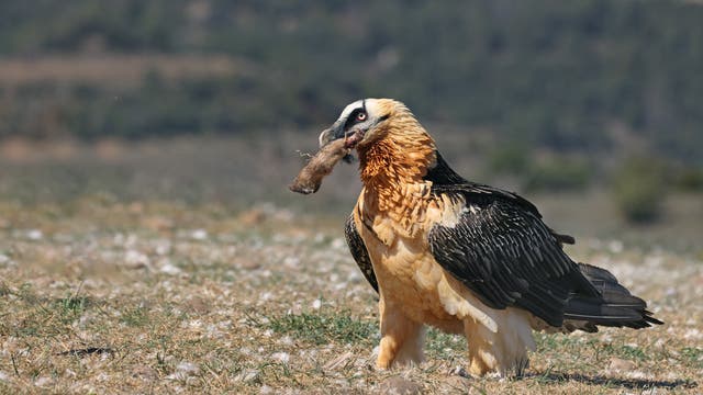 Ein großer Vogel mit schwarz-weißem Gefieder steht auf einer grasbewachsenen Fläche und hält ein Stück Knochen im Schnabel. Der Hintergrund zeigt eine unscharfe Landschaft mit Bäumen und Hügeln.