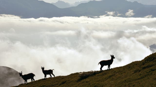 Drei Alpensteinböcke als Silhouette vor Wolken verhangenen Bergen.