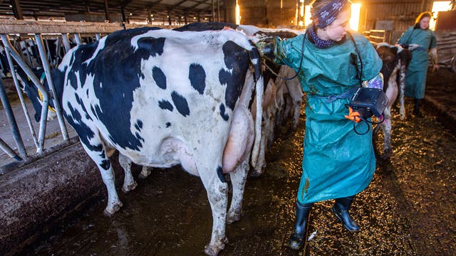 Eine Person in grüner Schutzkleidung führt eine Untersuchung an einer schwarz-weißen Kuh in einem Stall durch. Die Person hält ein Gerät in der Hand und steht auf einem nassen Boden. Im Hintergrund ist eine weitere Person in ähnlicher Kleidung zu sehen. Die Szene wird von Sonnenlicht durchflutet, das durch die Stallfenster scheint.