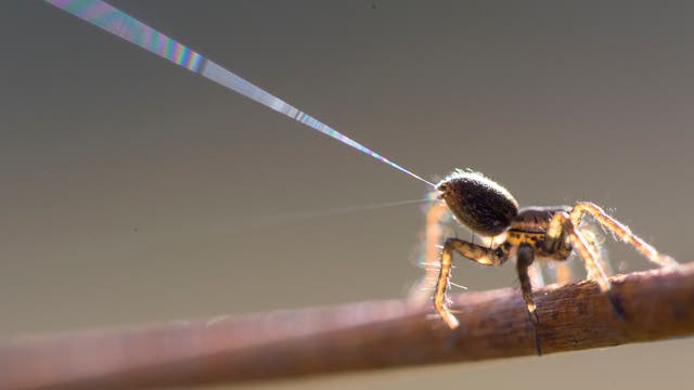 Eine Spinne stößt aus ihrem aufgerichteten Hinterleib eine Seidenfaser in die Luft