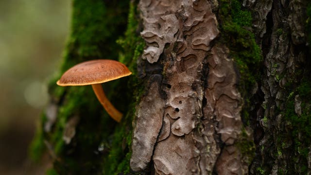 Ein hellbrauner Pilz wächst aus der dunkelbraunen Rinde eines Baumes, im Umfeld wuchert auch dunkelgrünes Moos