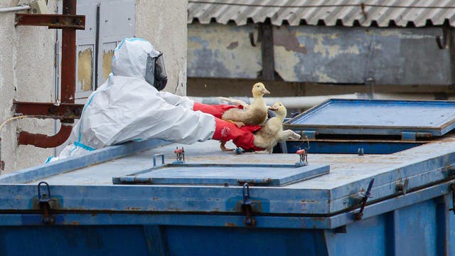 Enten werden wegen Vogelgrippe-Ausbruch gekeult