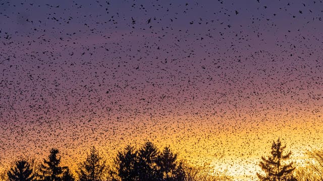 Zahllose Bergfinken fliegen als schwarze Silhouetten durch das Abendrot zum Schlafplatz, am unteren Bildrand erkennt man dunkle Bäume, der Himmel hat einen Farbverlauf von Gelb bis dunkelblau