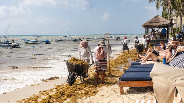 Strand mit mehreren Menschen, die Algen mit Schubkarren und Rechen vom Sand entfernen. Im Hintergrund sind Boote auf dem Wasser zu sehen. Einige Personen entspannen auf Liegestühlen unter Palmen. Der Himmel ist leicht bewölkt.