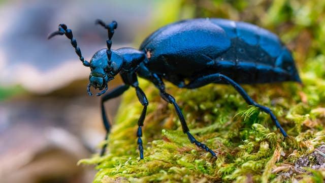 Ein glänzender, schwarzer Käfer krabbelt über moosbedecktes Holz. Der Käfer hat lange Fühler und ist in einer natürlichen Umgebung zu sehen. Die Farben des Mooses sind lebendig grün, was einen Kontrast zum dunklen Körper des Käfers bildet.