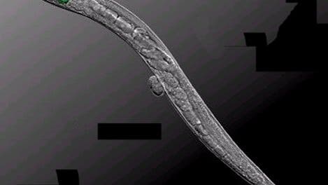 <i>Caenorhabditis elegans</i>