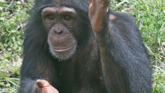 Schimpanse beim Gestikulieren