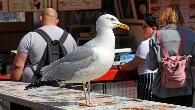 Eine Möwe steht auf einem Tisch mit Speisekarten, während im Hintergrund Menschen an einem Imbissstand stehen. Die Möwe ist im Vordergrund deutlich sichtbar, während die Personen im Hintergrund unscharf sind. Der Imbissstand bietet verschiedene Speisen und Getränke an, die auf den Menüs abgebildet sind.