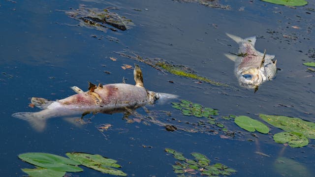 Zwei große tote, rot-silbrige Fische von etwa 50 Zentimetern Länge treiben an der Wasseroberfläche im Winterhafen, einem Nebenarm des deutsch-polnischen Grenzflusses Oder. Einige grüne Schwimmblattgewächse sind ebenfalls vorhanden.