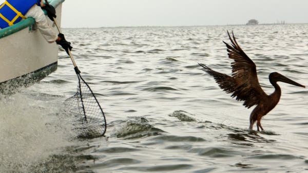 Ölverschmierter Pelikan