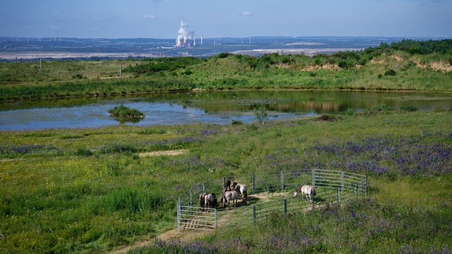 Eine grüne Landschaft mit einem kleinen Teich im Vordergrund, umgeben von Wiesen mit lila und gelben Blumen. In der Mitte des Bildes befindet sich ein eingezäunter Bereich mit mehreren Pferden. Im Hintergrund sind Hügel und ein Kraftwerk mit rauchenden Schornsteinen zu sehen. Der Himmel ist klar mit wenigen Wolken.