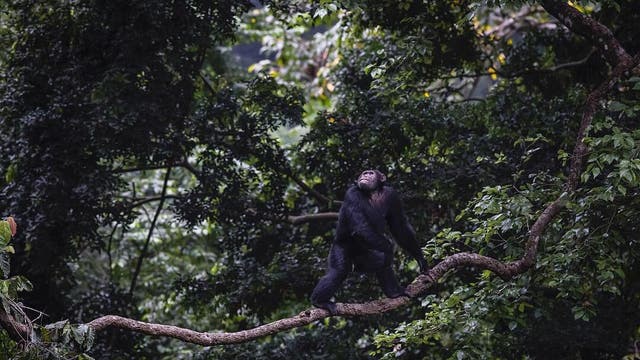 Ein Schimpanse in der Kyambura-Schlucht