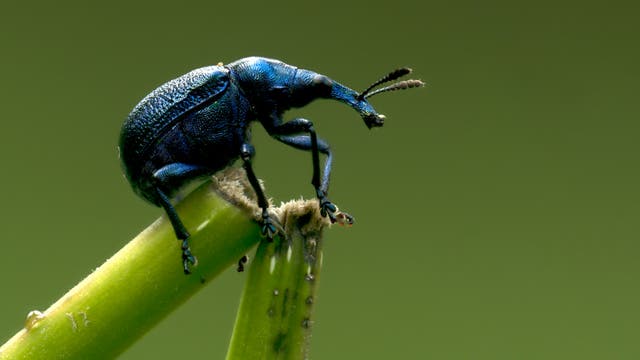 Ein blauer Rüsselkäfer sitzt auf einem grünen Pflanzenstängel vor einem unscharfen, olivgrünen Hintergrund. Der Käfer hat einen langen, gebogenen Rüssel und feine, haarartige Antennen. Der Stängel ist an der Spitze leicht beschädigt.