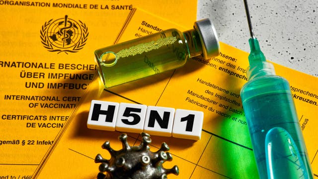 Impfspritze und Schriftzug H5N1 vor einem Impfpass