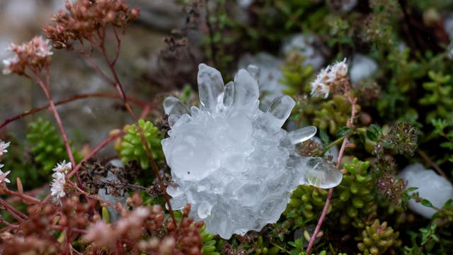 Ein großes, gezacktes Hagelkorn liegt neben kleineren Hagelkörnern auf grünen Dickblattgewächsen. Diese haben auch einzelne rosa Stängel und weiße, kleine Blüten.