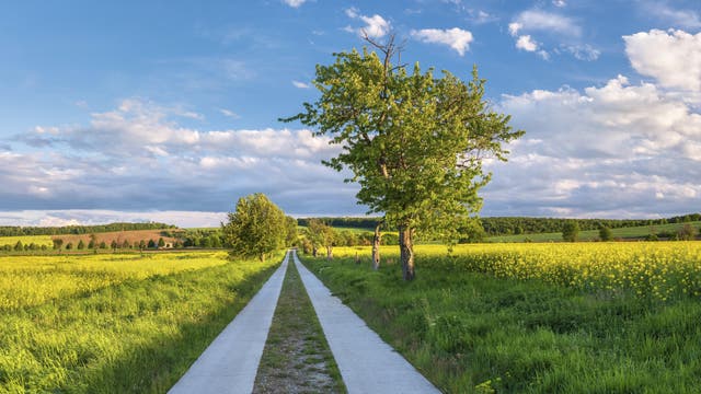 Ein Feldweg führt schnurgerade durch die Landschaft