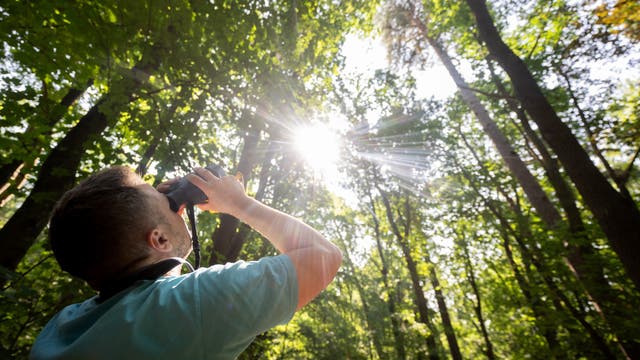 Ein Förster blickt mit dem Fernglas auf den Wald