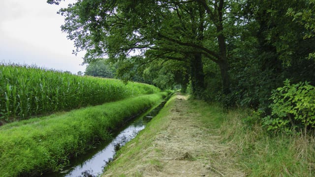 Maisfeld mit Entwässerungsgraben