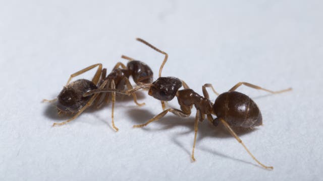 Ameisen der Art Lasius neglectus