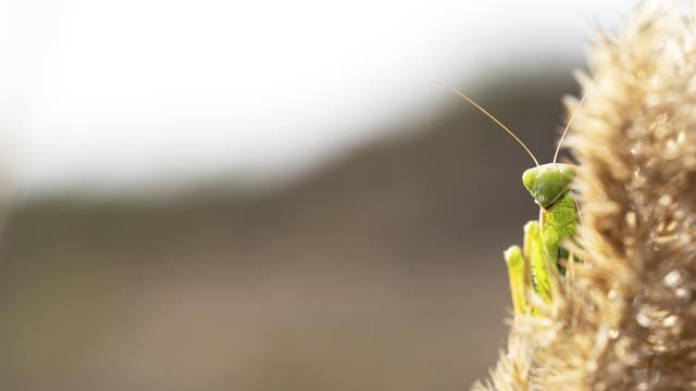 Eine grüne Gottesanbeterin blickt hinter einem hellbraunen Fruchtstand eines Grases hervor. Erkennbar sind die langen Fühler, die beiden Facettenaugen sowie ein Teil des Oberkörpers mit den charakteristischen Fangbeinen. Der Hintergrund ist verschwommen.