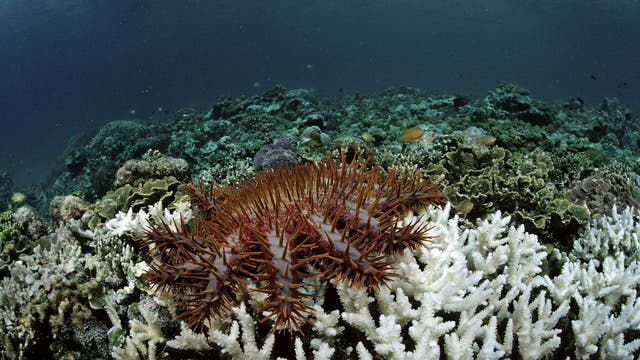 Ein Dornenkronenseestern (Acanthaster planci) bewegt sich über ein Korallenriff. Der Seestern hat lange, spitze Stacheln und ist auf einer Mischung aus gesunden und gebleichten Korallen zu sehen. Im Hintergrund erstreckt sich das Riff in tiefere Gewässer. Dieses Bild veranschaulicht die Auswirkungen von Seesternbefall auf Korallenriffe.